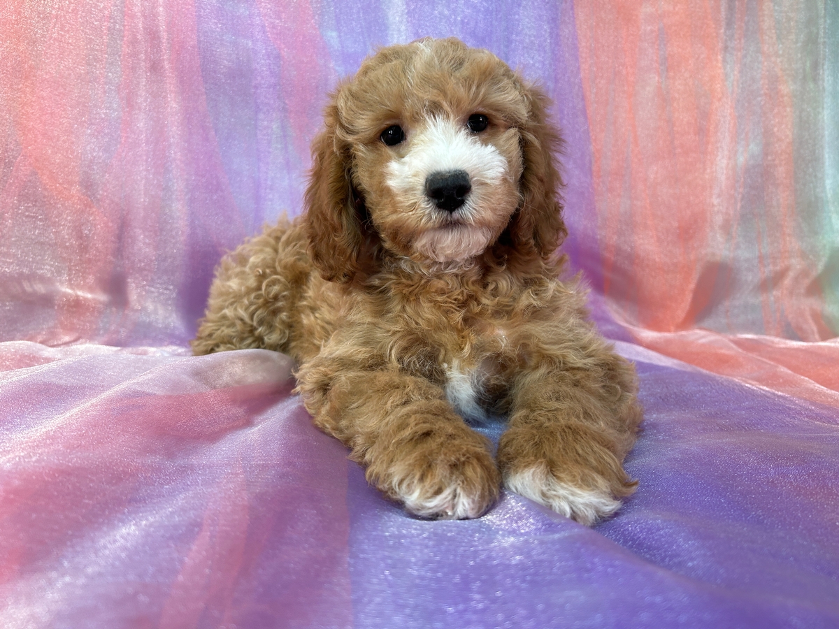 Female Bichon Poodle Puppy for Sale DOB 9-3-2024 $950